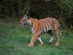 20211002175238 Tiger walking in Nagarhole National Park